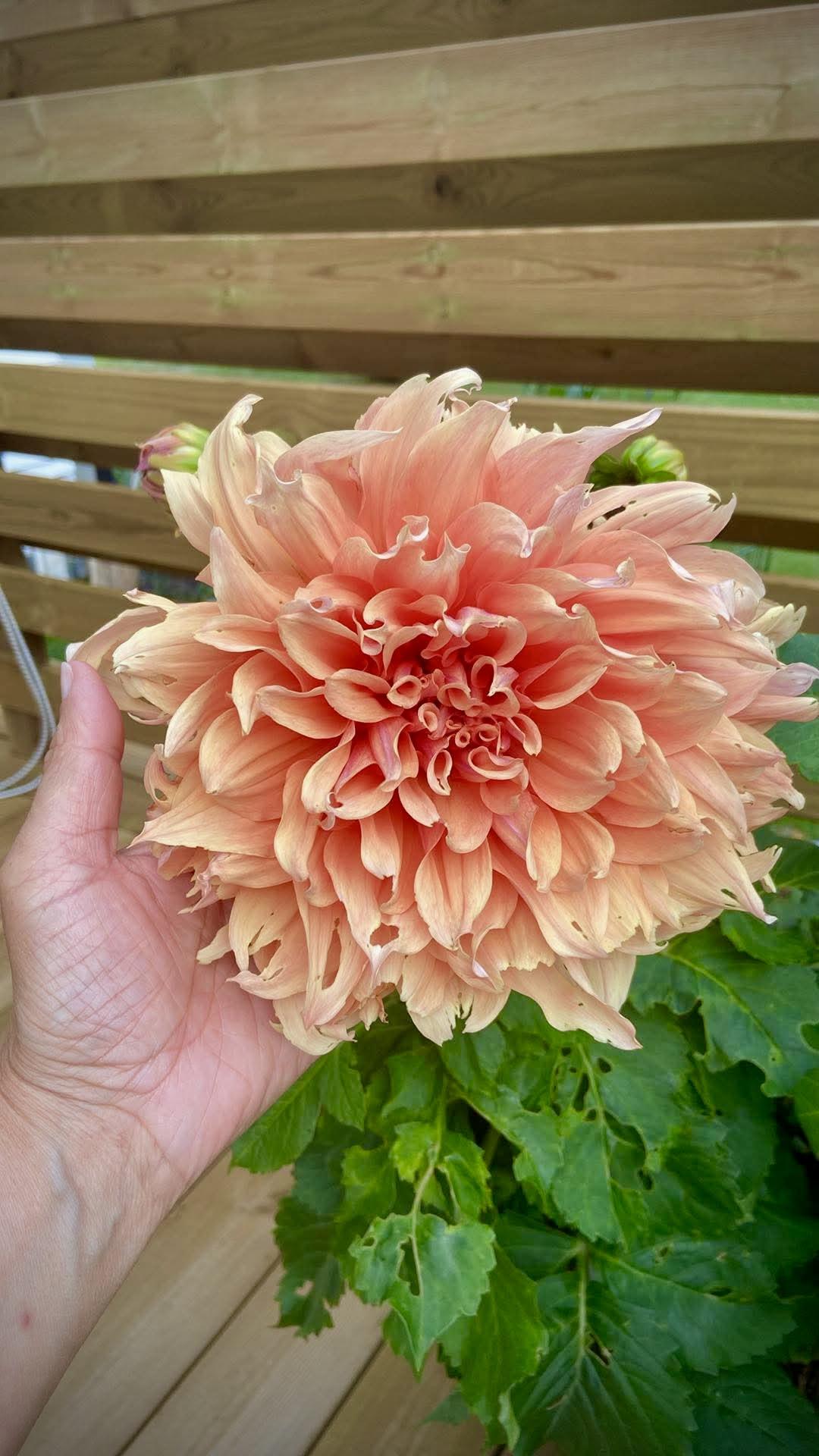 Dahliorna blommar😊