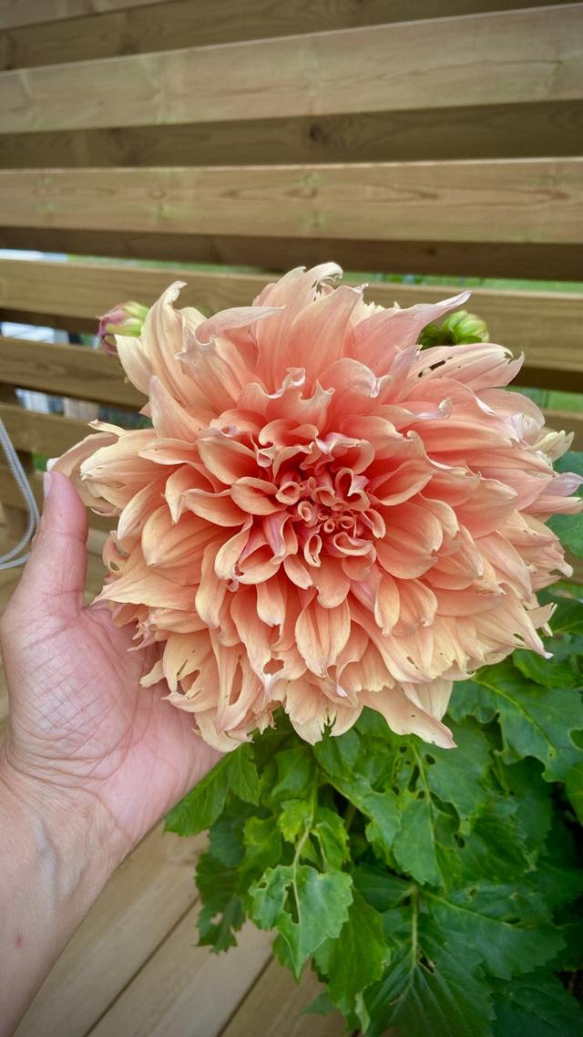 Dahliorna blommar😊