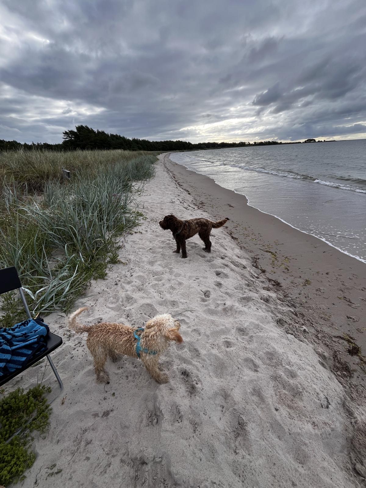 Morgondopp i augusti