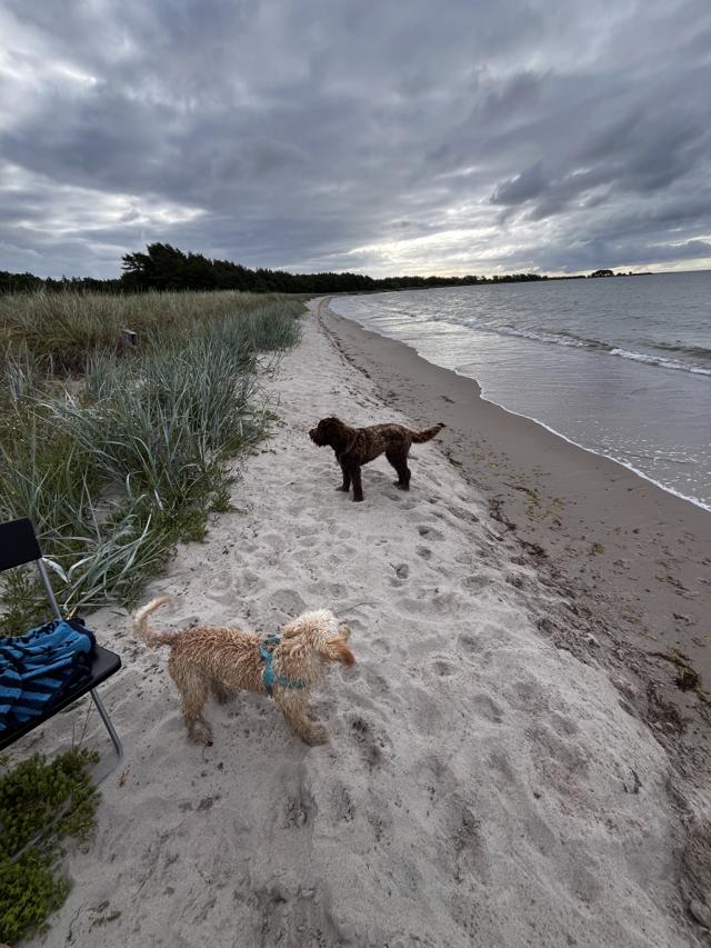 Morgondopp i augusti