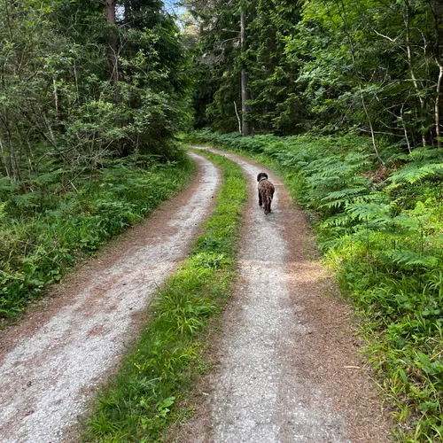 Stig genom skogen