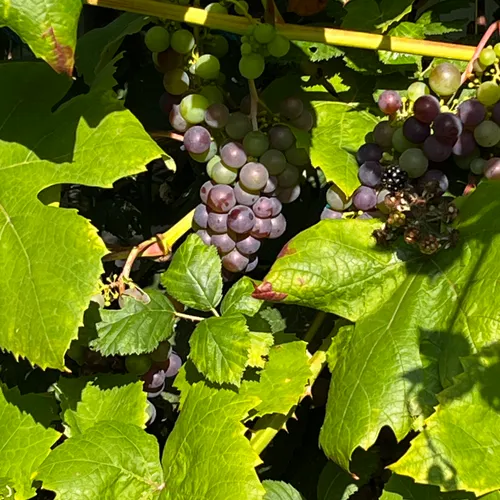 Vindruvor i trädgården